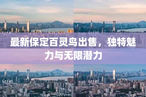 最新保定百靈鳥出售，獨特魅力與無限潛力
