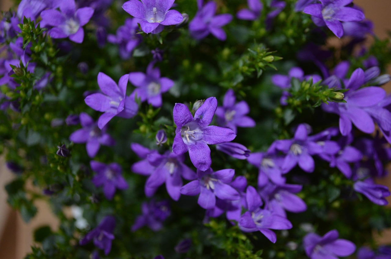 燕郊四季花都最新動態(tài)，城市未來之花綻放，花朵與都市共成長